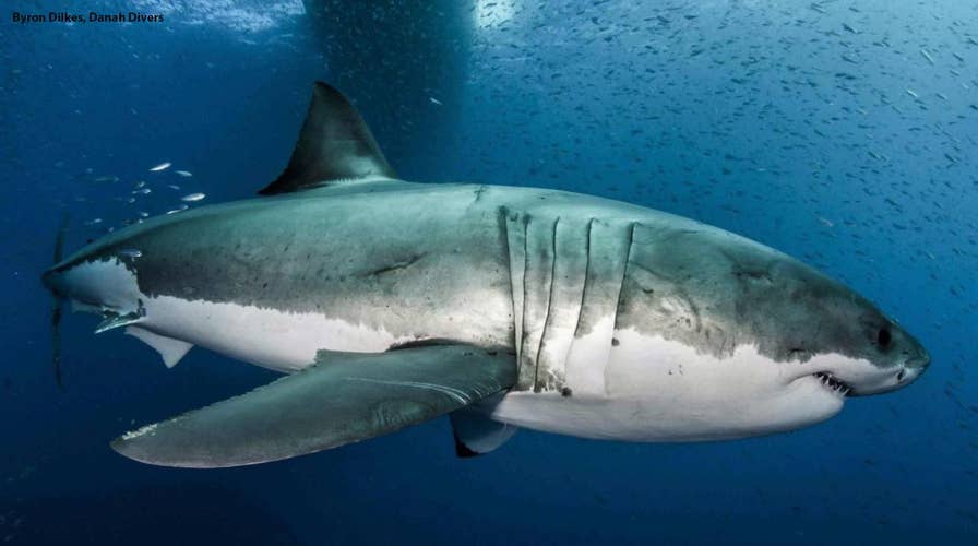 The genome of great white sharks may hold the key to curing cancer
