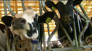 Green New Deal support could doom Dem presidential candidates in Iowa caucuses