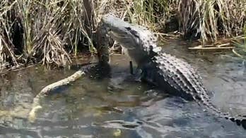 Huge snake mauled by alligator in Florida, shocking video shows