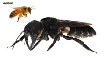 World’s largest bee with giant jaws rediscovered in the wild