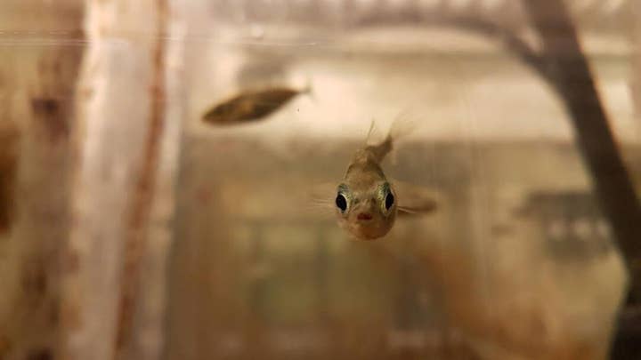 Virgin birth: Fish turned evolution upside down and got pregnant with no help