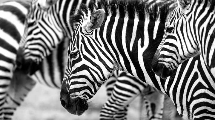 Why do zebras have stripes?