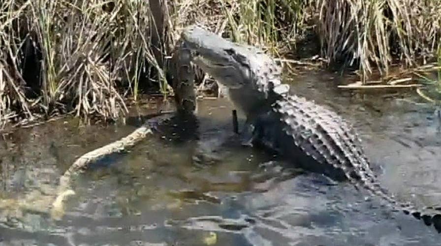 Alligator attacks python in Florida's Everglades National Park