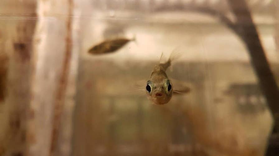 Virgin birth: Fish turned evolution upside down and got pregnant with no help