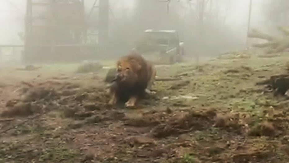 Tug Of War With A Lion Uk Zoo S Bizarre Big Cat Challenge Sparks