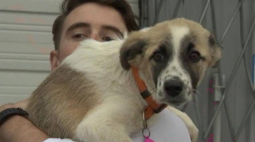 US Army sergeant adopts dog he bonded with in Iraq