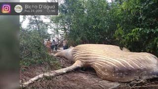 Mystery surrounds humpback whale found dead in Brazil’s Amazon jungle - Fox News