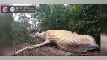 Dead humpback whale discovered in Brazil’s Amazon jungle puzzles researchers