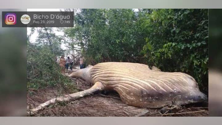 Mystery surrounds humpback whale found dead in Brazil’s Amazon jungle
