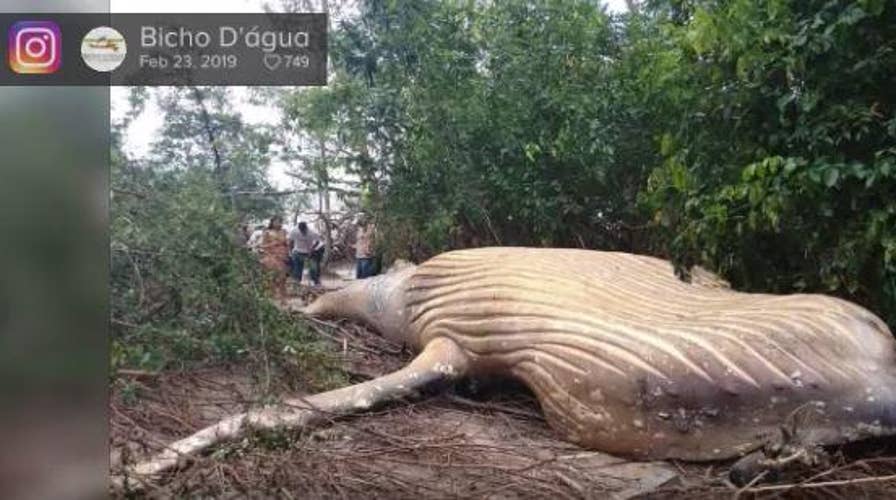 Mystery surrounds humpback whale found dead in Brazil’s Amazon jungle