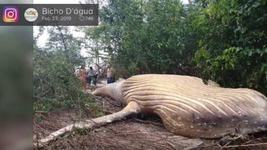Dead Humpback Whale Discovered In Brazils Amazon Jungle