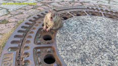 Fat rat stuck in sewer saved after nine-person rescue effort in Germany