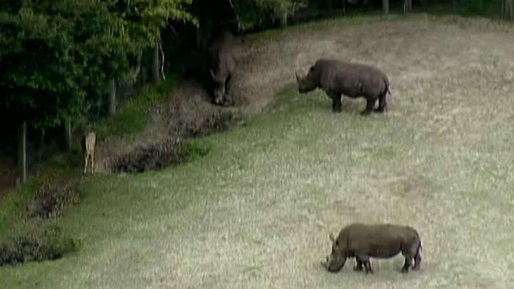 Zookeeper injured after being struck by rhino's horn