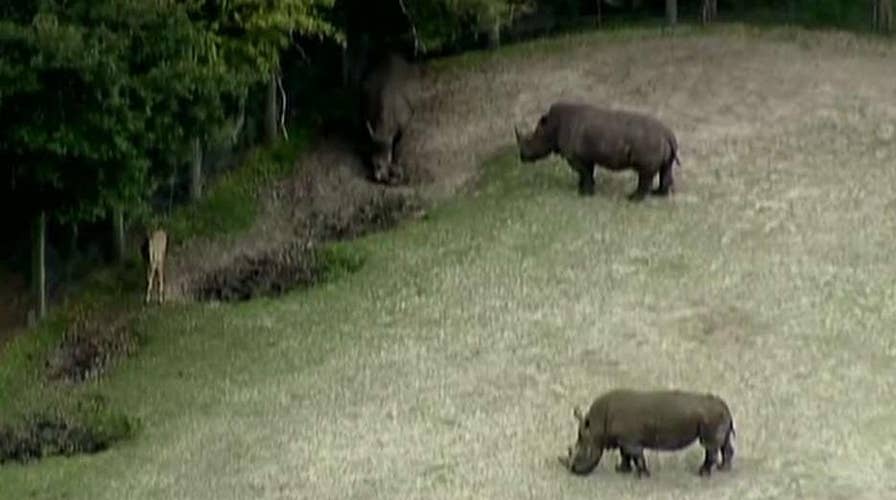 Zookeeper injured after being struck by rhino's horn