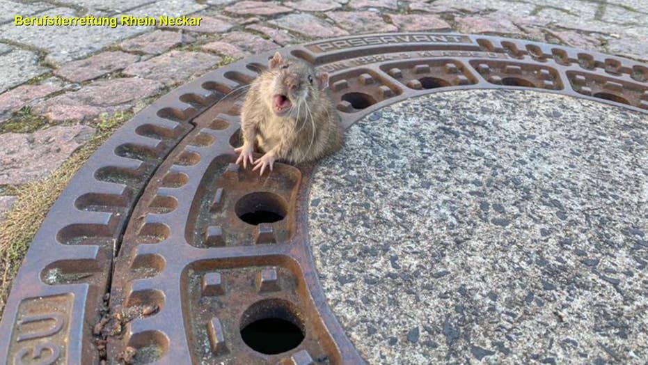 Fat Rat Stuck In Sewer Saved After Nine Person Rescue Effort In Germany