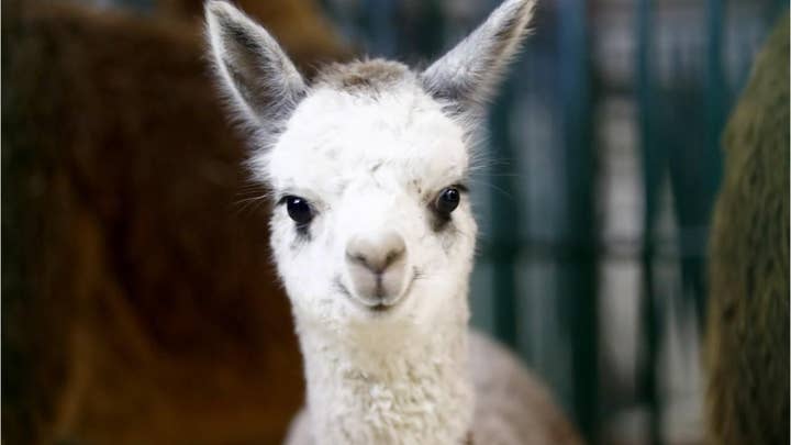 Llama spotted on Portland train