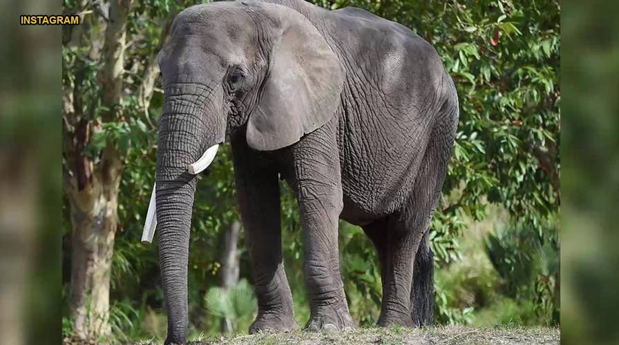 Miami elephant dies after fight with another 'Golden Girl' pachyderm