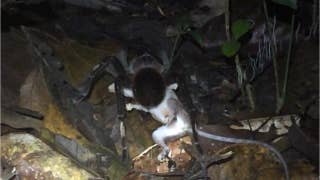 Huge spider drags opossum across Amazon rainforest floor in horrifying footage - Fox News