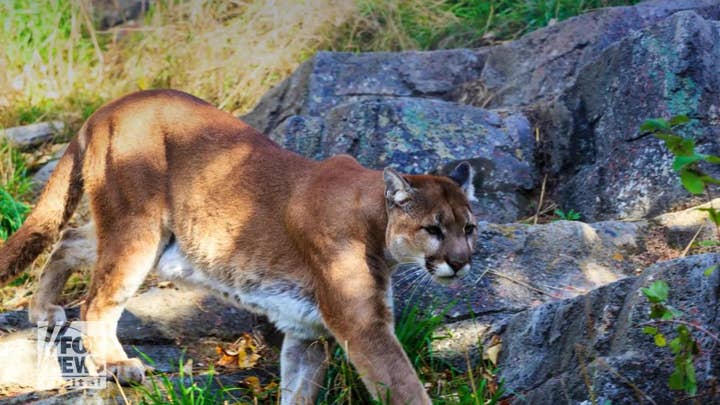 Hunter slammed for posting bloody photos of her ‘trophy kill’