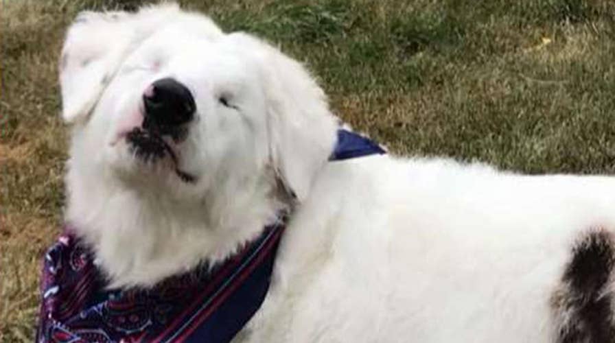 Disabled dog gets second life inspiring others