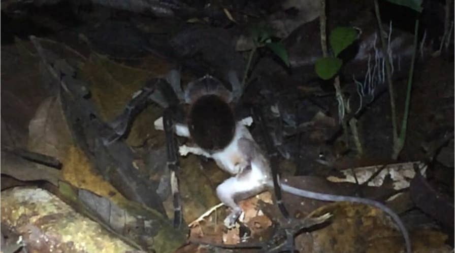 Huge spider drags opossum across Amazon rainforest floor in horrifying footage