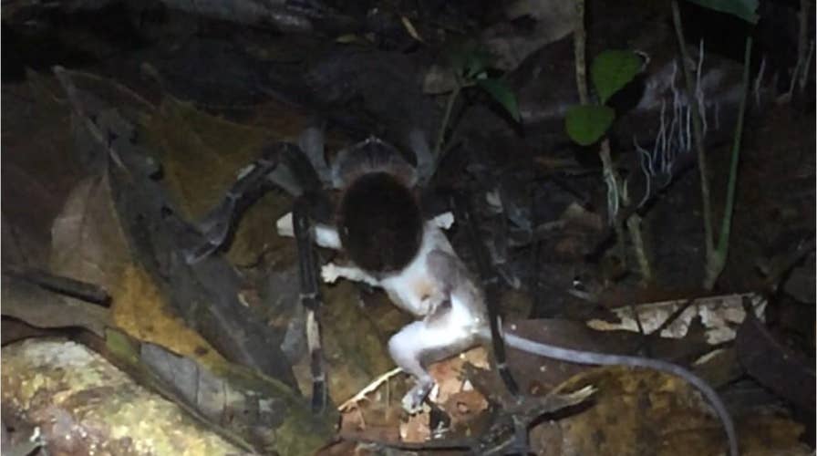 Huge spider drags opossum across Amazon rainforest floor in horrifying footage