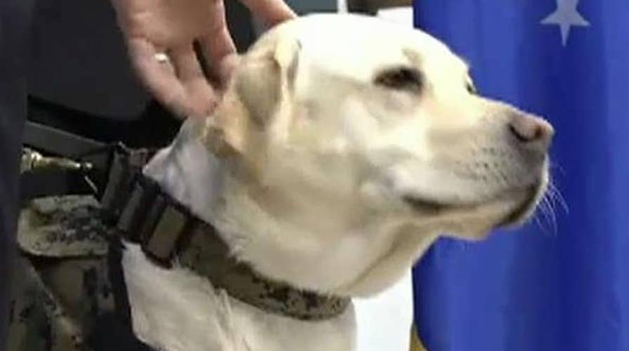 Former President George H.W. Bush’s service dog Sully starts work at Walter Reed Medical Center