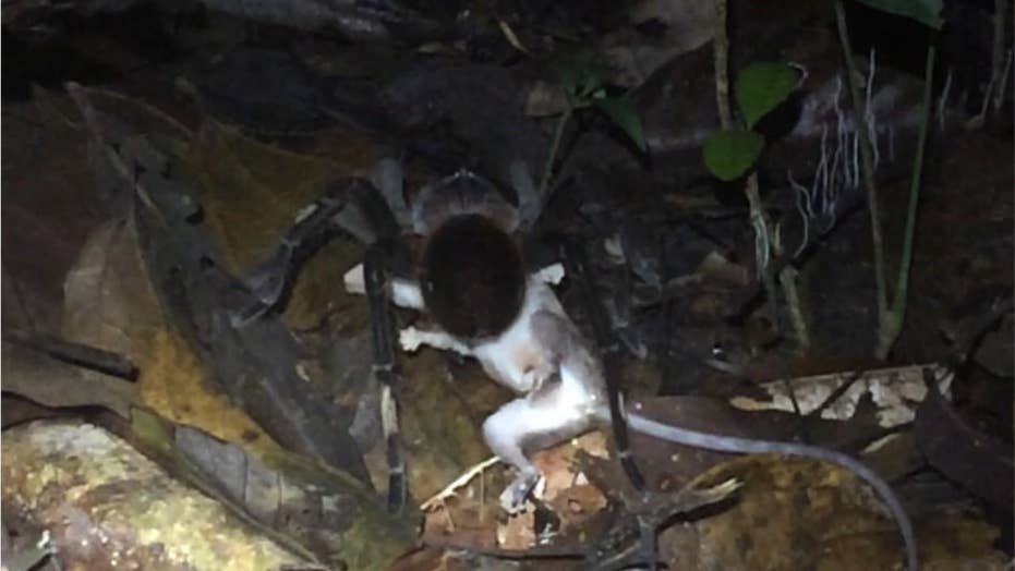 Huge spider drags opossum across Amazon rainforest floor in haunting
