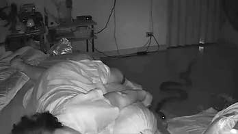Python bites 75-year-old grandmother as she sleeps in bed