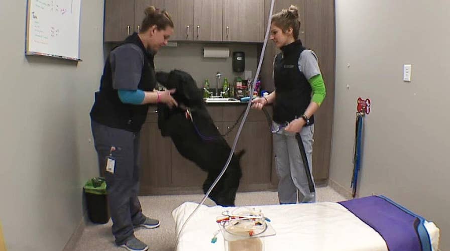 Nationwide dog blood shortage prompts calls for donations