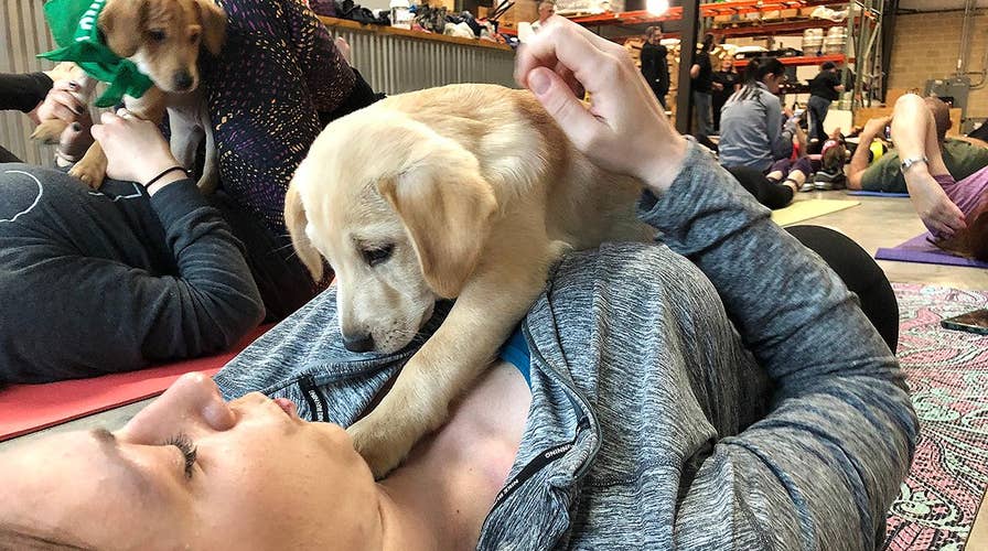 Puppy yoga gaining popularity as a new twist on the workout
