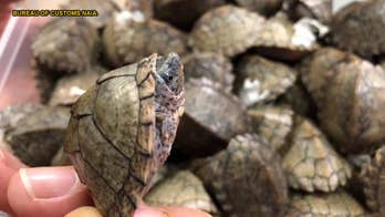 Philippine police find 1,529 turtles abandoned inside luggage at Manila airport