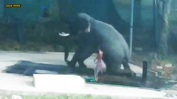 Man crushed to death by elephant after whipping it to sit down during a bath