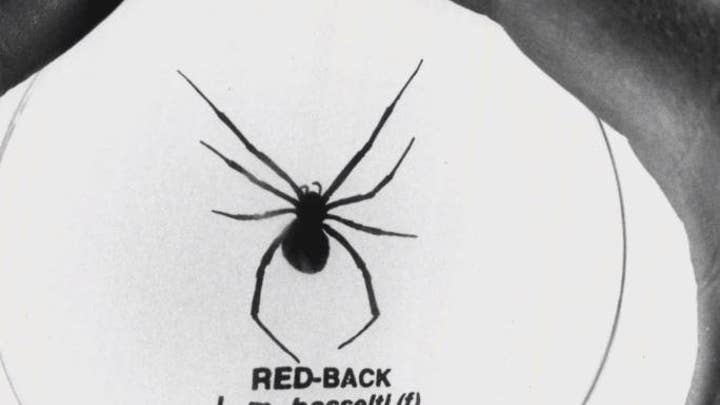 Venomous Redback Spider kills large snake in Australia