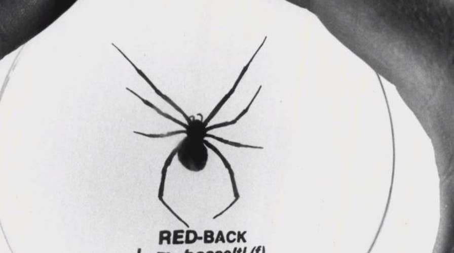 Venomous Redback Spider kills large snake in Australia