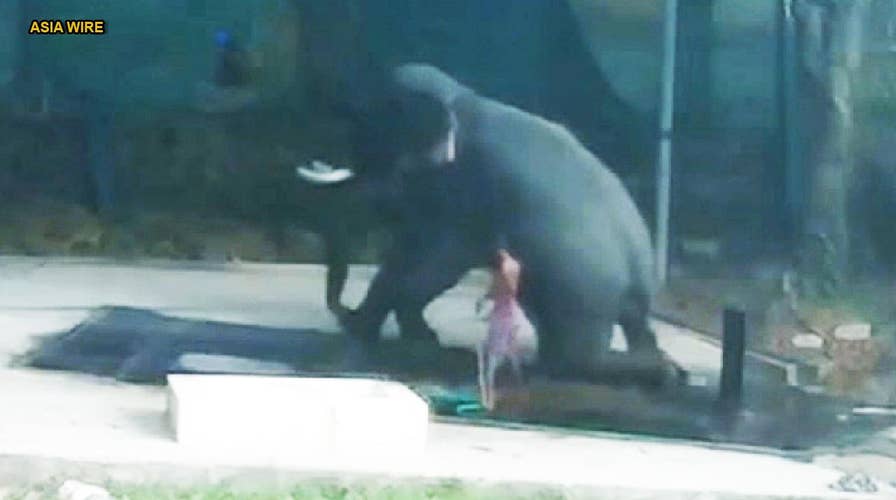 Man crushed to death by elephant after hitting it to make it sit