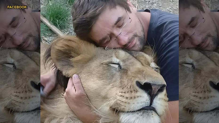 Image result for man mauled by Lion he kept as pet