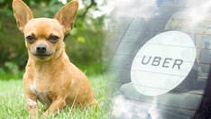 A live dog is among the 50 strangest things left in Ubers
