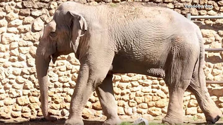 ‘World's Saddest Elephant’ has died