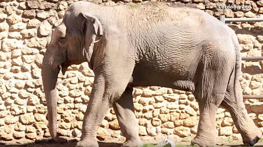 ‘World's Saddest Elephant’ has died
