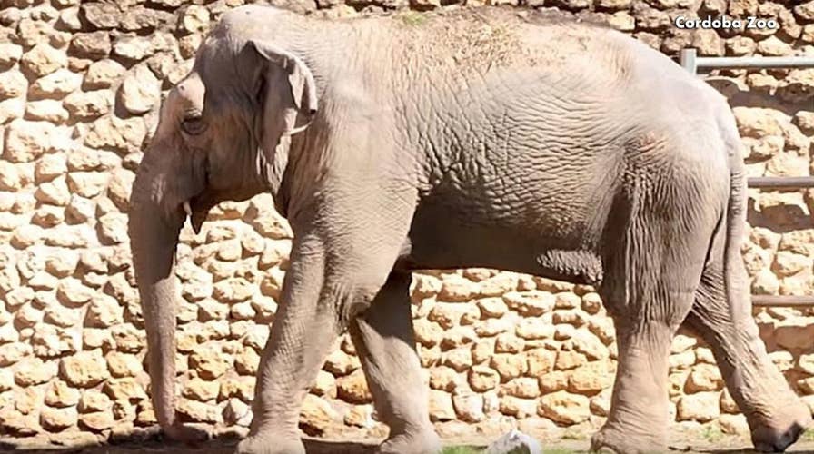 ‘World's Saddest Elephant’ has died