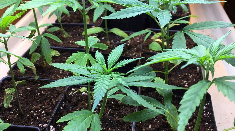 New York City students getting a free pass on marijuana?