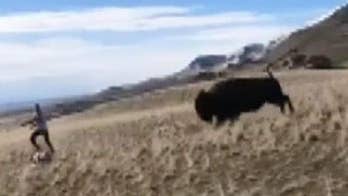 Bison charges runner at Utah's Antelope Island State Park, video shows