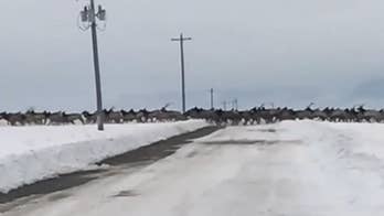 Incredible video shows elk herd crossing snowy Oregon road