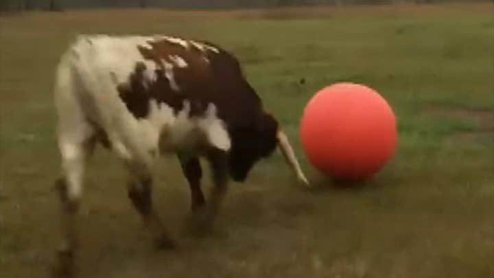 Raw video: Bull in Texas plays with an inflatable ball