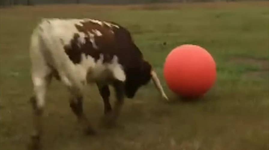 Raw video: Bull in Texas plays with an inflatable ball