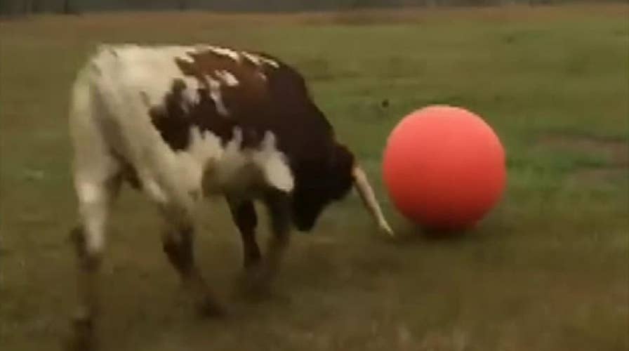 Raw video: Bull in Texas plays with an inflatable ball