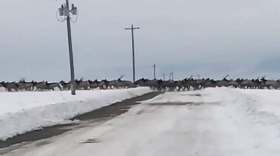 Hundreds of elk cross a snowy road in Oregon