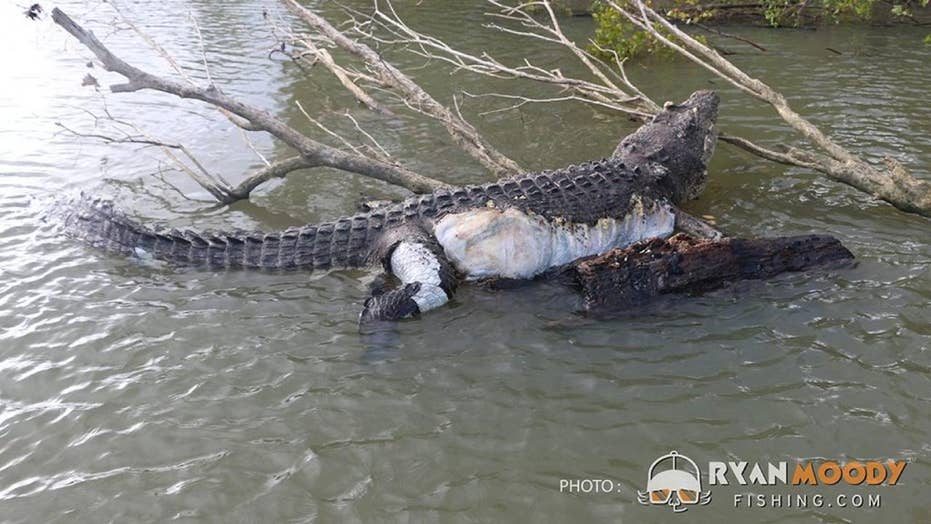town left devastated after 80-year-old crocodile is found dead Fox News