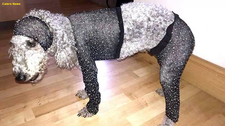 Woman’s picture of her dog in a party outfit goes viral